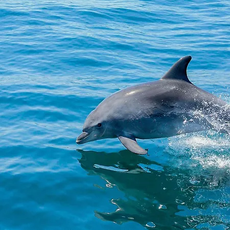 Luxury Heated Pool, Walk To Sao Rafael Beach,